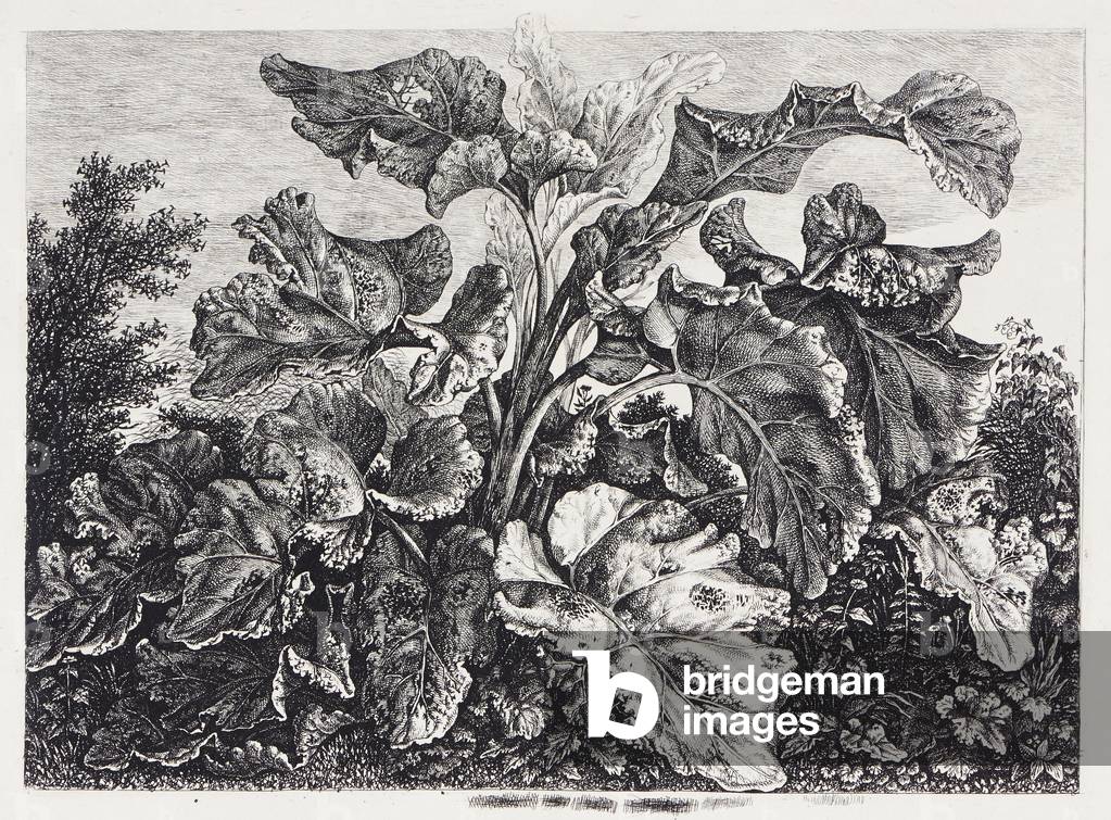 Foglio vegetale, prima 1828 (acquaforte)
