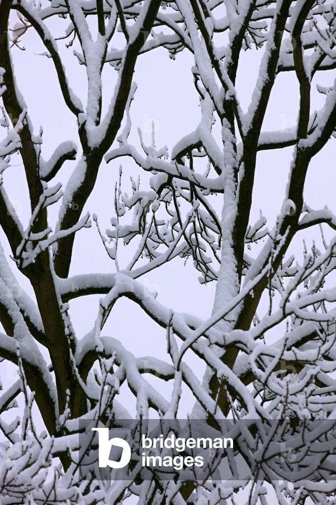 Bild von Fotografie "Bäume im Schnee (Foto)"