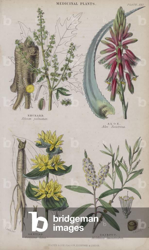Immagine di Incisione "Rabarbaro; Aloe; Genziana; Cajeput (incisione colorata)" di W. Fitch