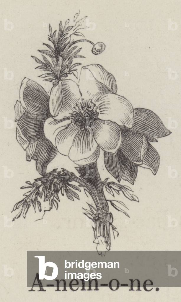 Anemone (engraving) by English Artist