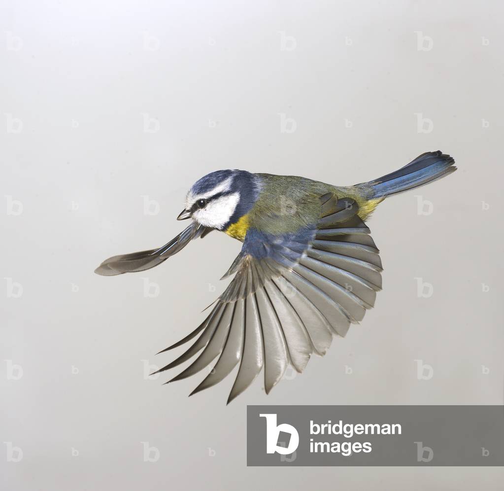 "Parus caeruleus"