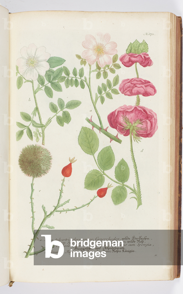 Bild von Gravur "Rosa" 1737