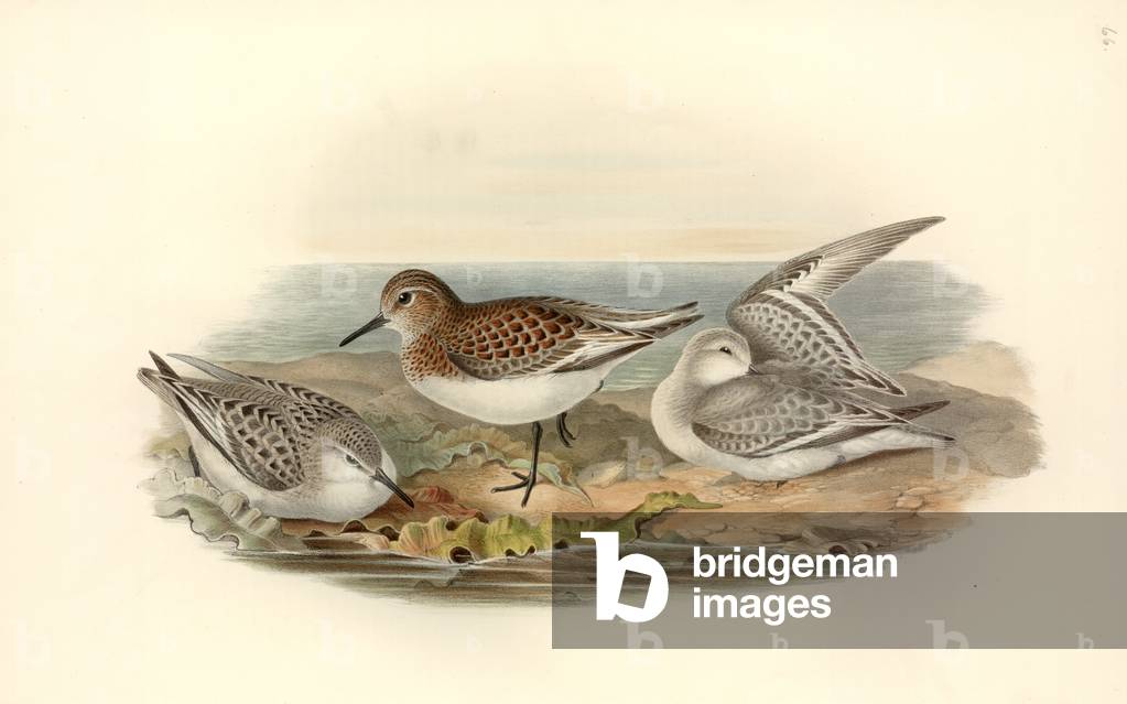 Bild von Zeichnung "Calidris alba" von John Gould