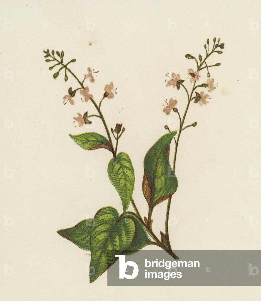 Ombra dell'Incantatore, Circaea Lutetiana (colore lito)