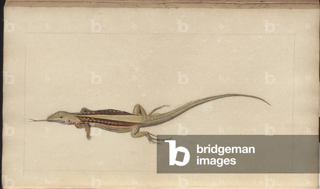 Immagine di Disegno "Lindsay Drawings Vol. VI" 1750 di John Lindsay