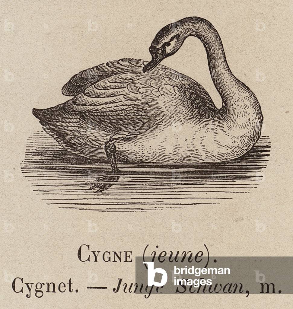 Image of Le Vocabulaire Illustre: Cygne (jeune); Cygnet; Junge 