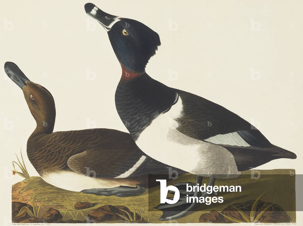 "Collaris Aythya" 1827 di John James Audubon