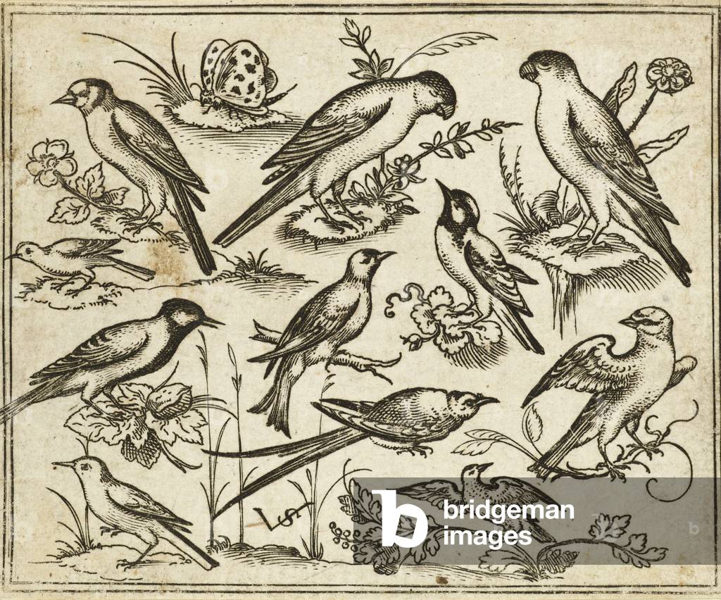"Elf Vögel sitzen auf blühenden Blättern und kleinen Zweigen auf minimalem Boden mit einem Schmetterling" 1557