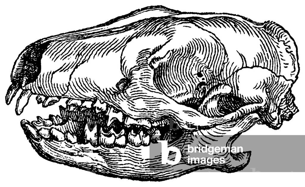 Hedgehog: skull, b/w