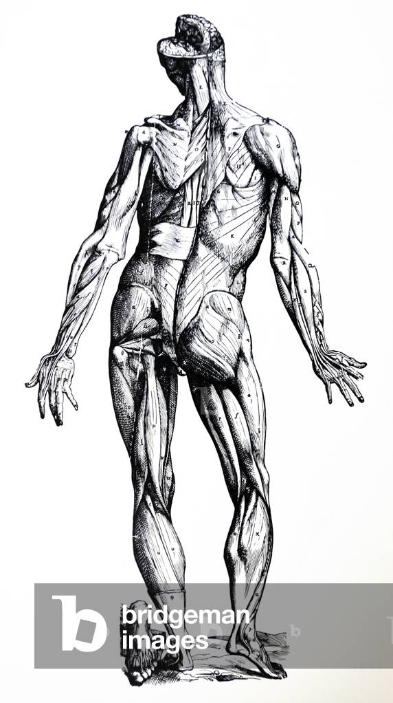 "Die Teller aus dem Siebten Buch des De Humani Corporis Fabrica" 1754 von Andreas Vesalius
