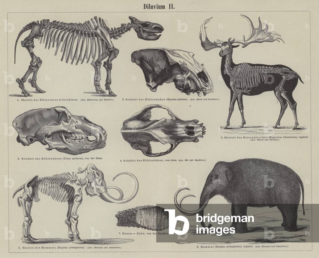 Prehistoric animals (engraving)