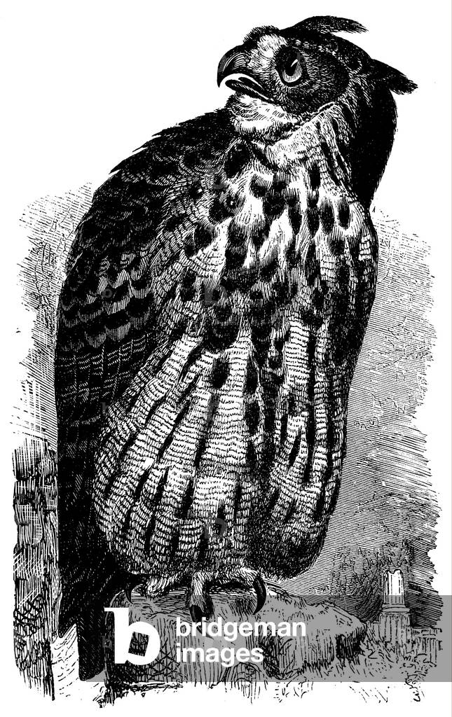 Immagine di Incisione "Gufo Aquila", b/w