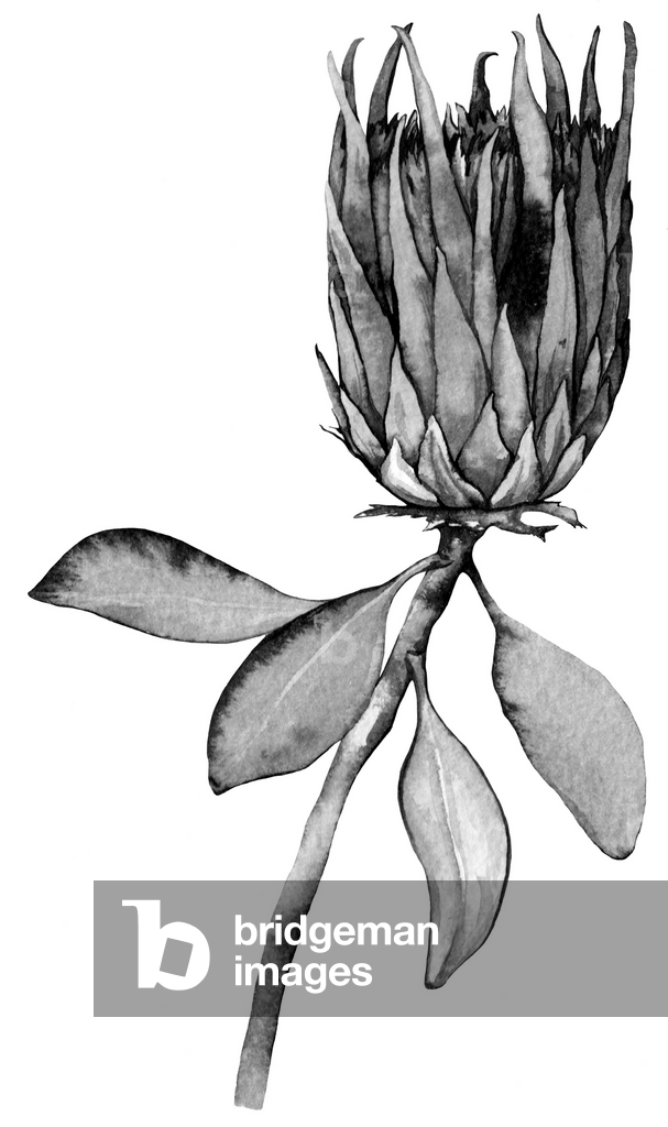 Immagine di Disegno "Protea" 2021 di Anna Farba
