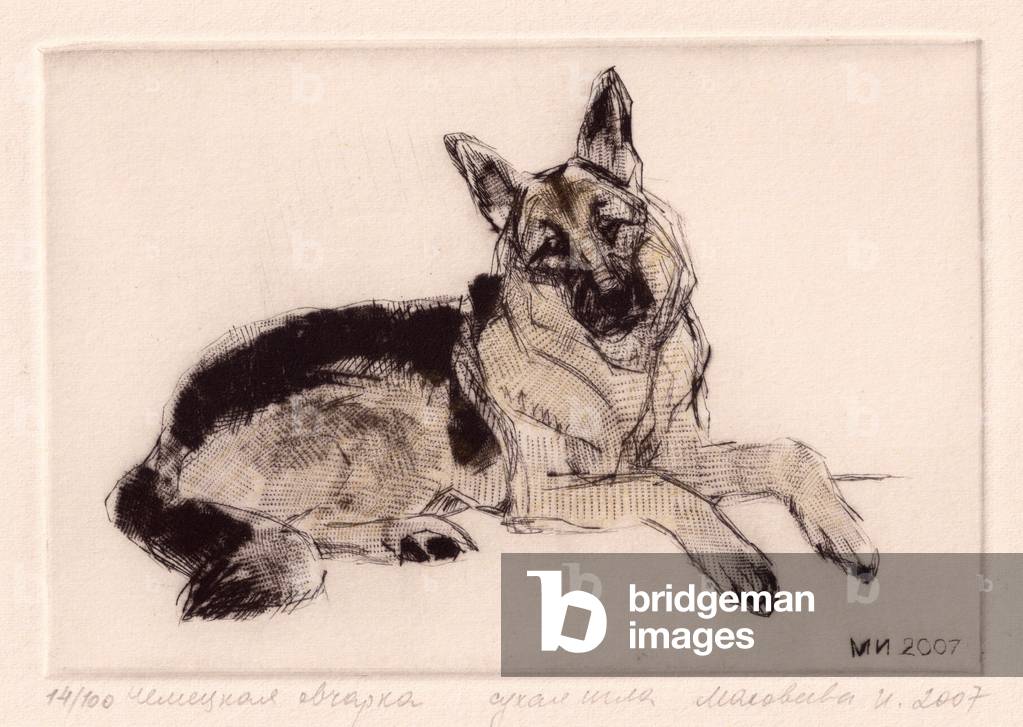 Deutscher Schäferhund, 2007 (Trockenpunkt)