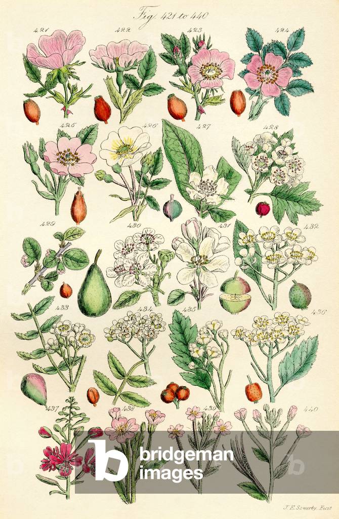 Seite mit farbigen Illustrationen von British Wild Flowers nach einem Werk von J. E. Sowerby und C. S. Johnson