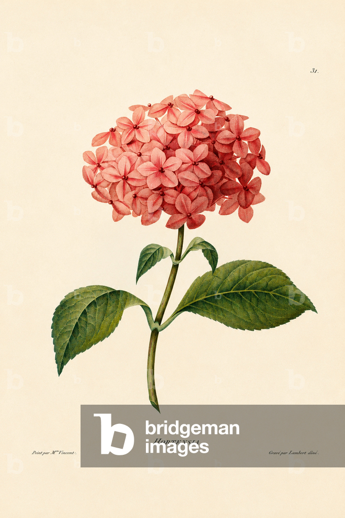 Hydrangea Blossom with Green Leaves (engraving)