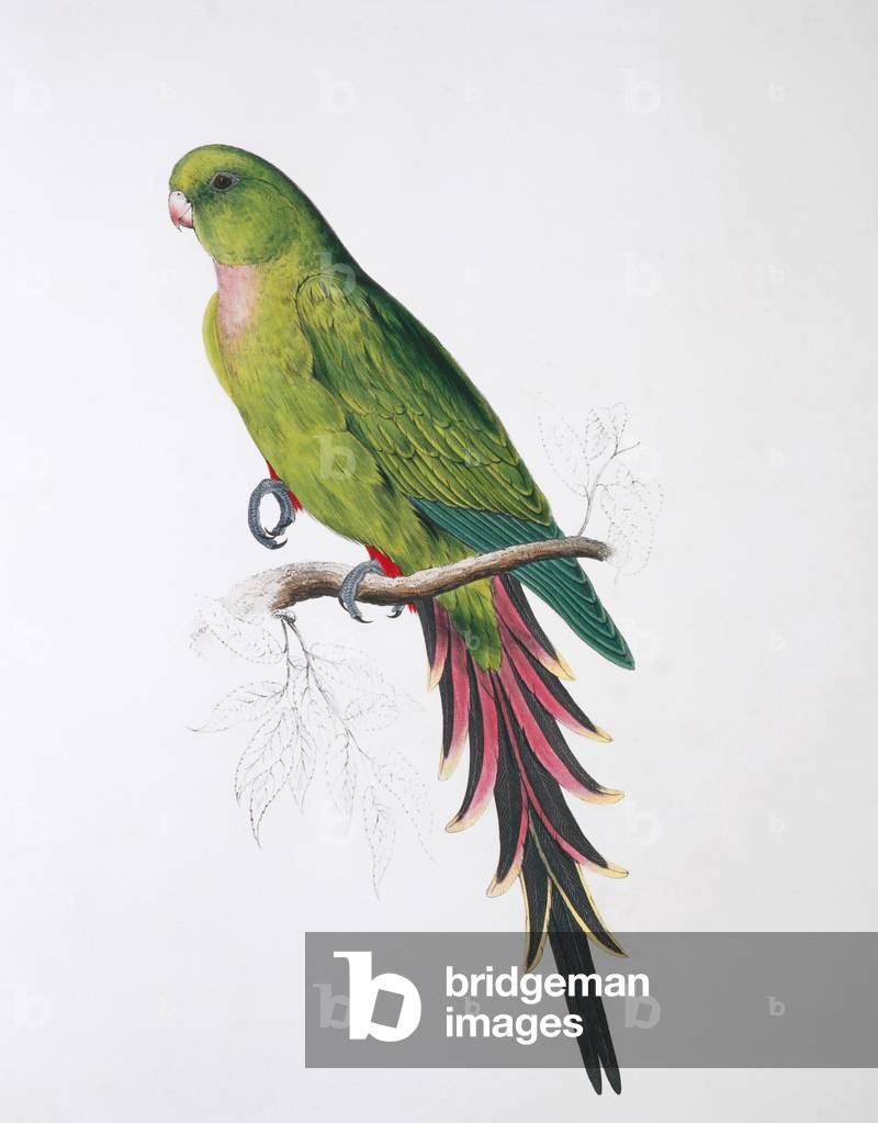 Immagine di Stampa "Pyrrhura melanura" di Edward Lear