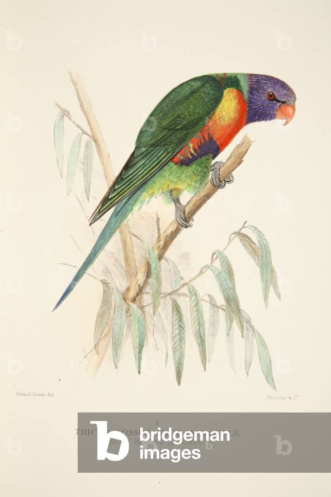 Immagine di Incisione "Blue Bellied Lorikeet" 1916 di Roland Green