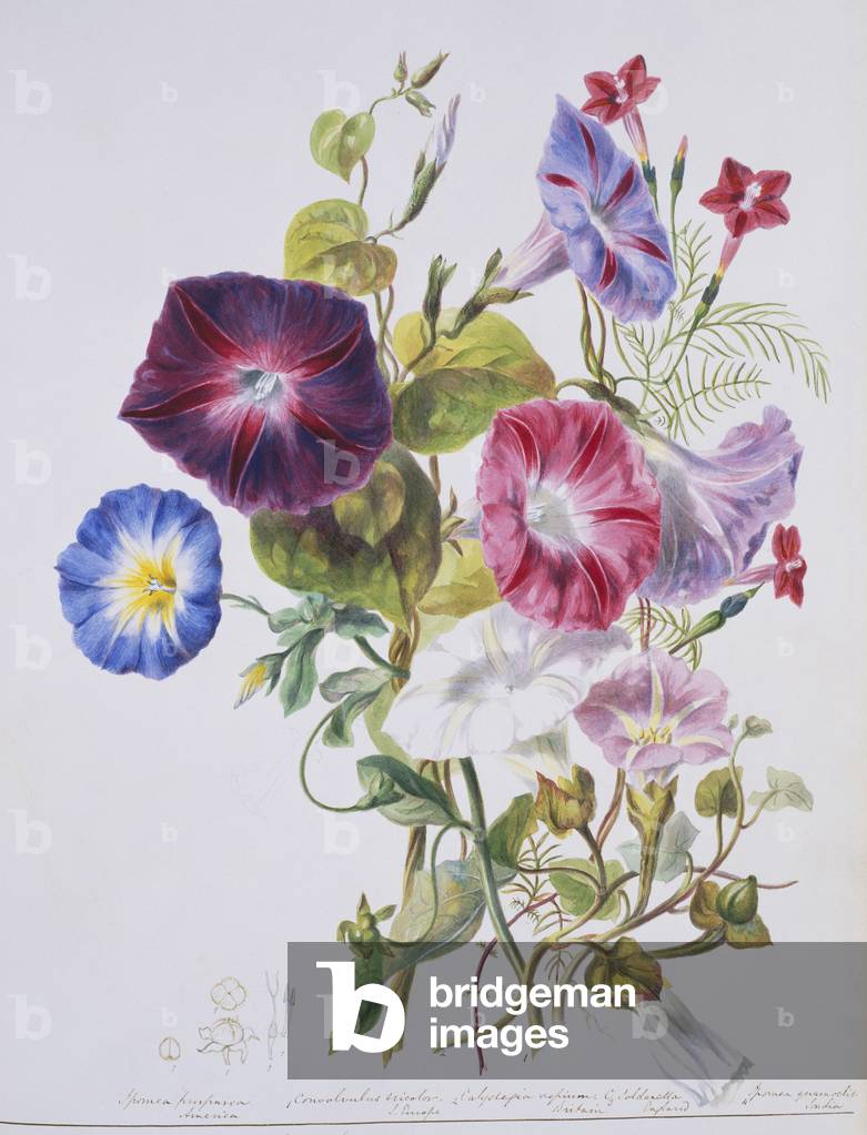 Convolvulaceae