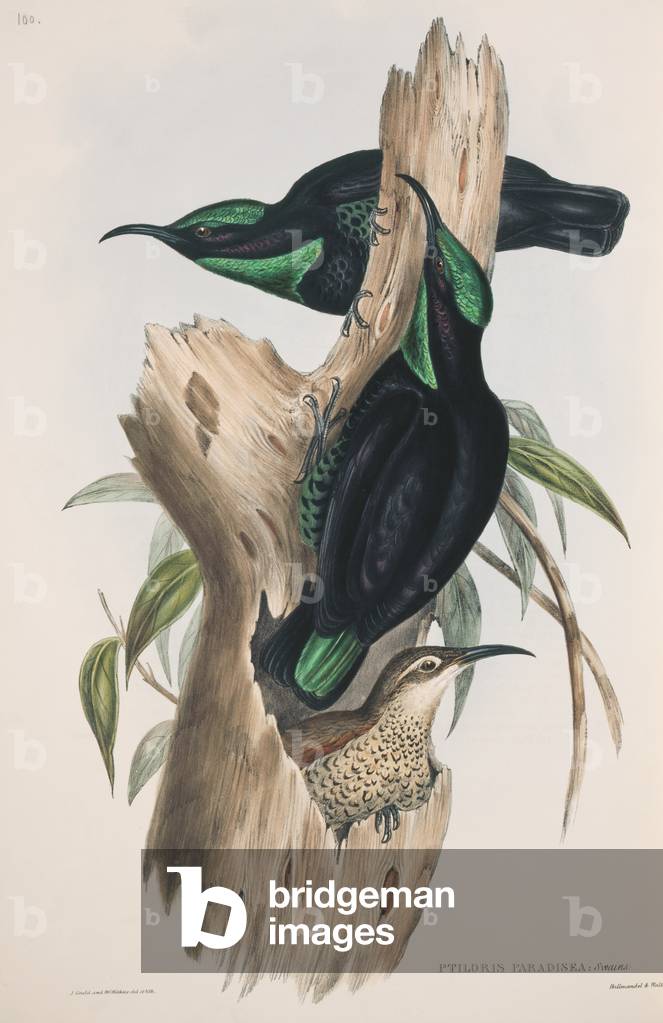 "Ptiloris paradiseus" 1848 von Elizabeth Gould