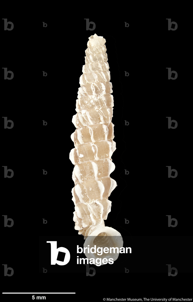 Immagine di Altri "Brachypodella nidicostata" 1920 di Harriet Wood