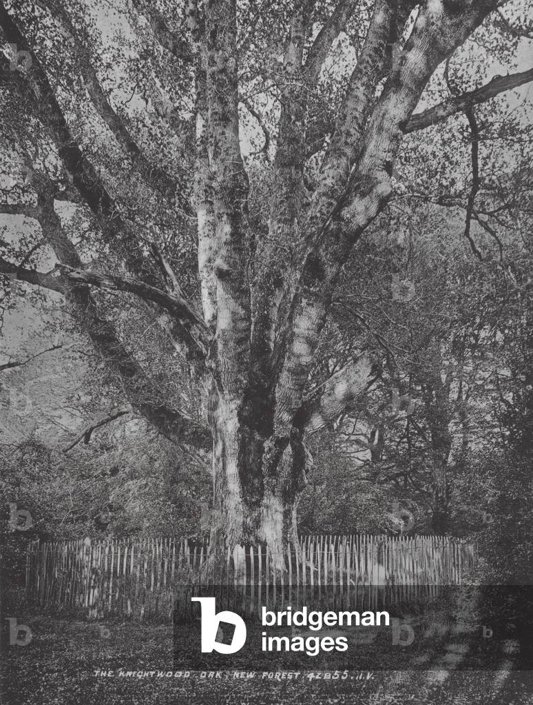 Bild von Fotografie "Die Knightwood Oak" 1901 von English Photographer