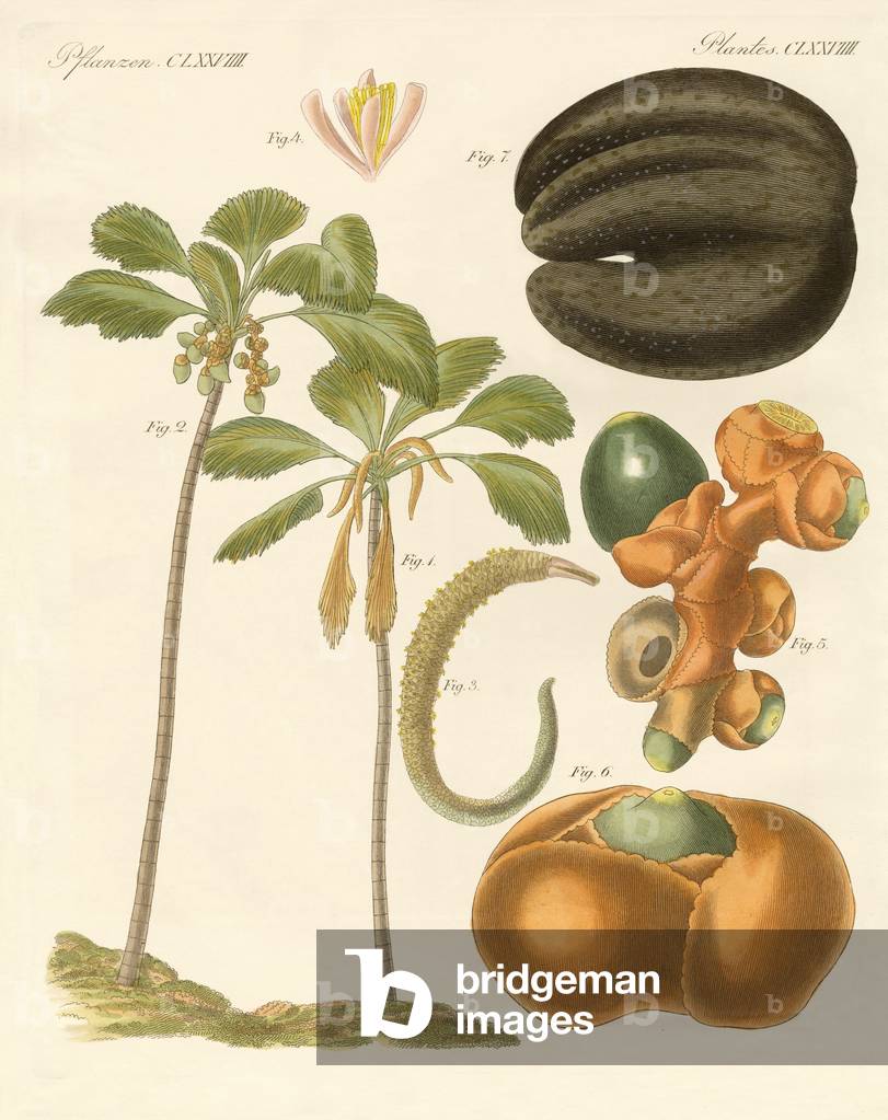 Plantes étranges (gravure colorée)