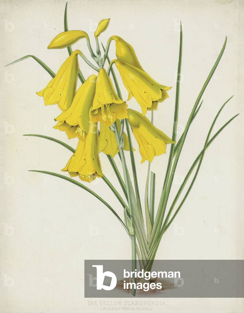 The Yellow Blandfordia, Blandfordia Flava (cromolito)
