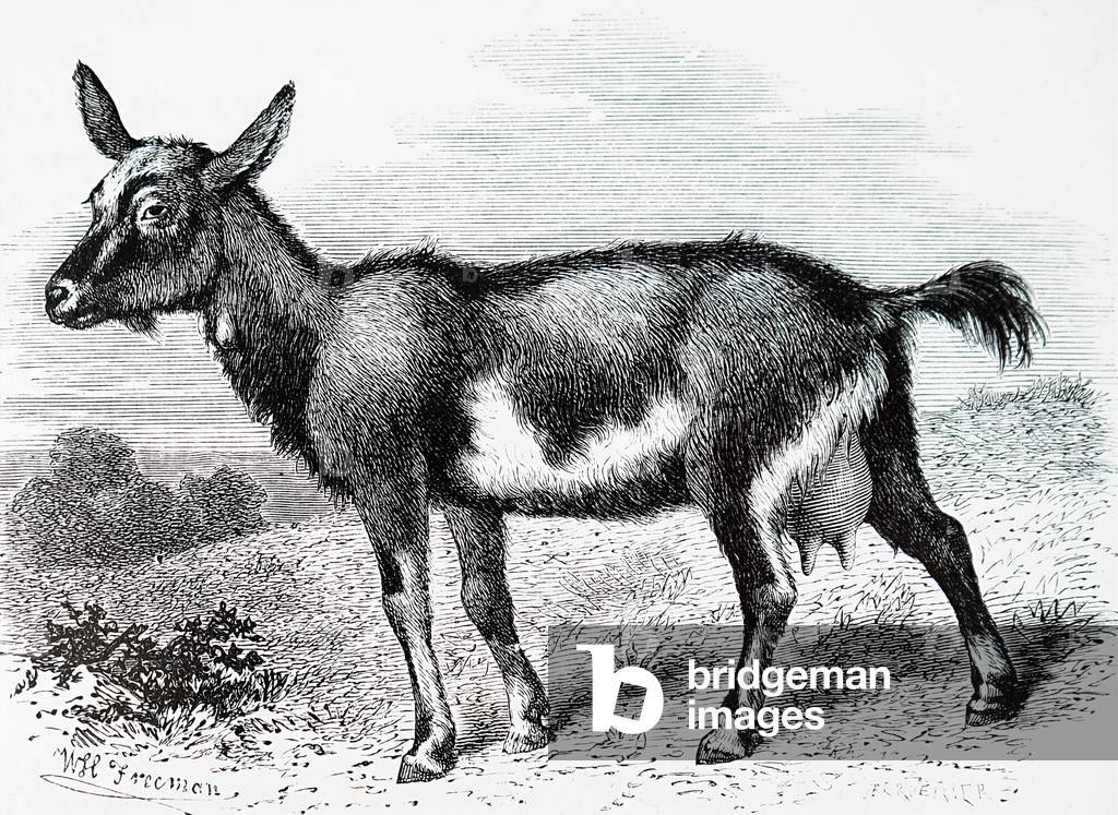 "Una capra" 1801, b/w