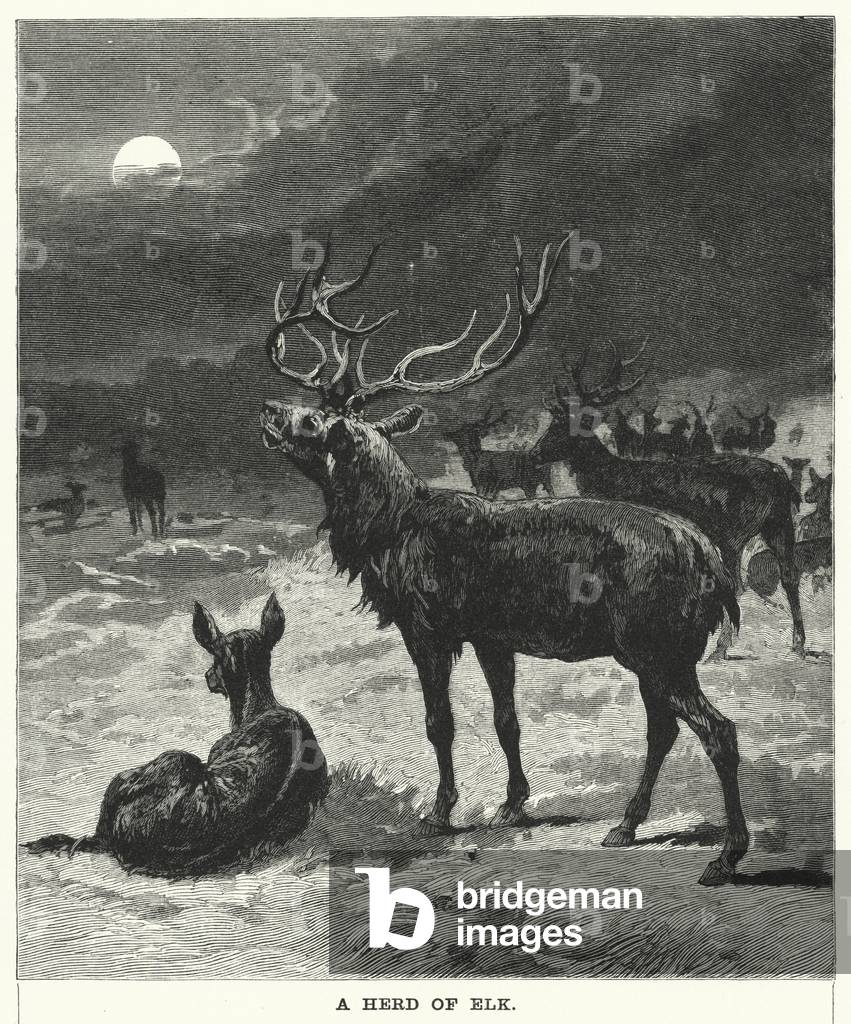 A Herd of Elk (engraving) by English Artist