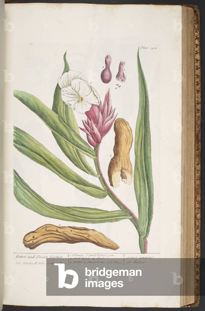 Immagine di Incisione "Piatto 394" 1737 di Elizabeth Blackwell