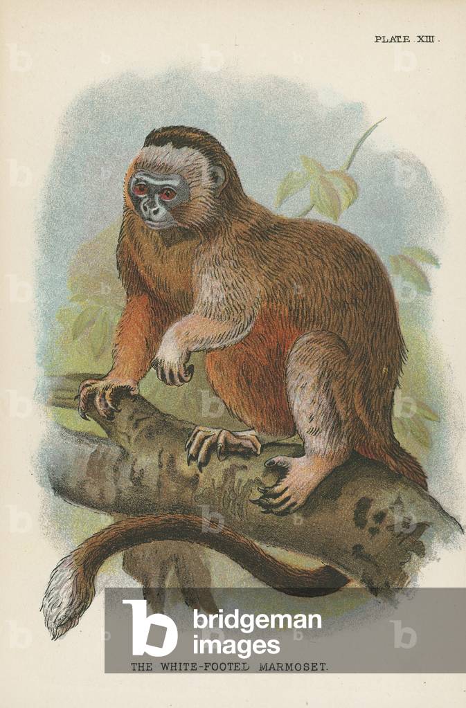The White-Footed Marmoset (colour litho)
