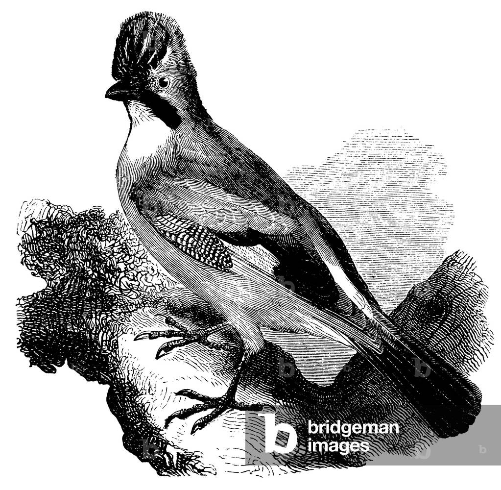 Image de Gravure représentant Jay, b/w