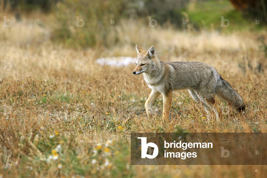 Immagine di Fotografia "Fox Sudamericana", b/w