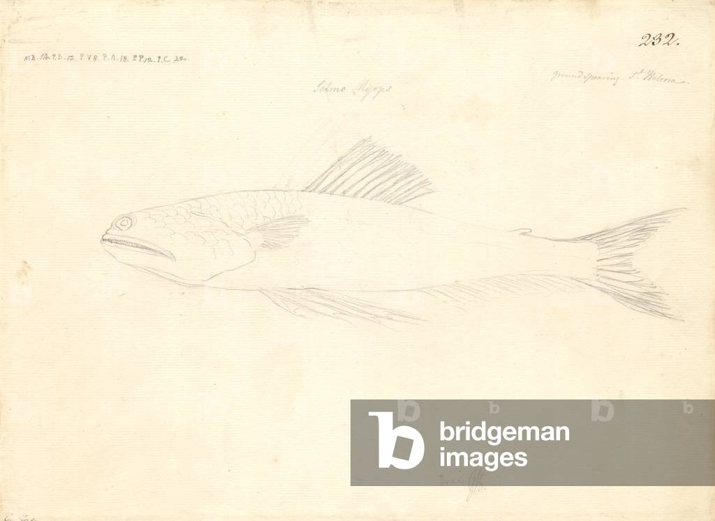 Image of Drawing depicting Trachinocephalus myops by Georg Forster, b/w