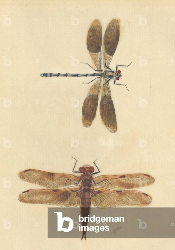 Inglese Insetti illustrazione di James Barbut