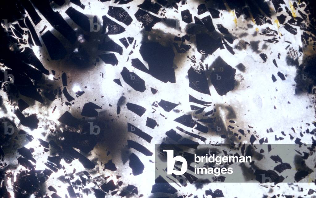 Panda, 2019 (Negative)