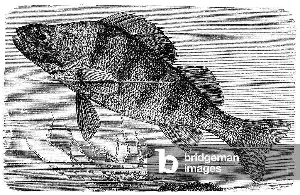 Perch