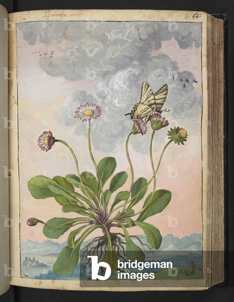 Primula'. Primula veris. Cowslip