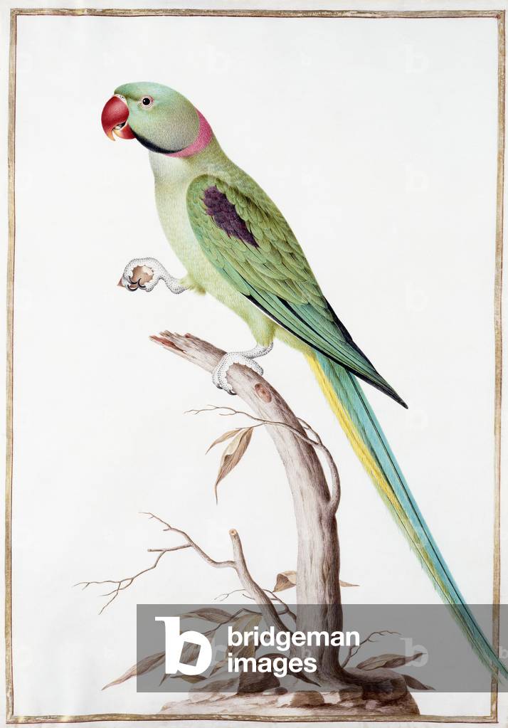 Immagine di Disegno "Parrocchetto Alessandrino (Psittacula eupatria eupatria)" di Nicolas Robert