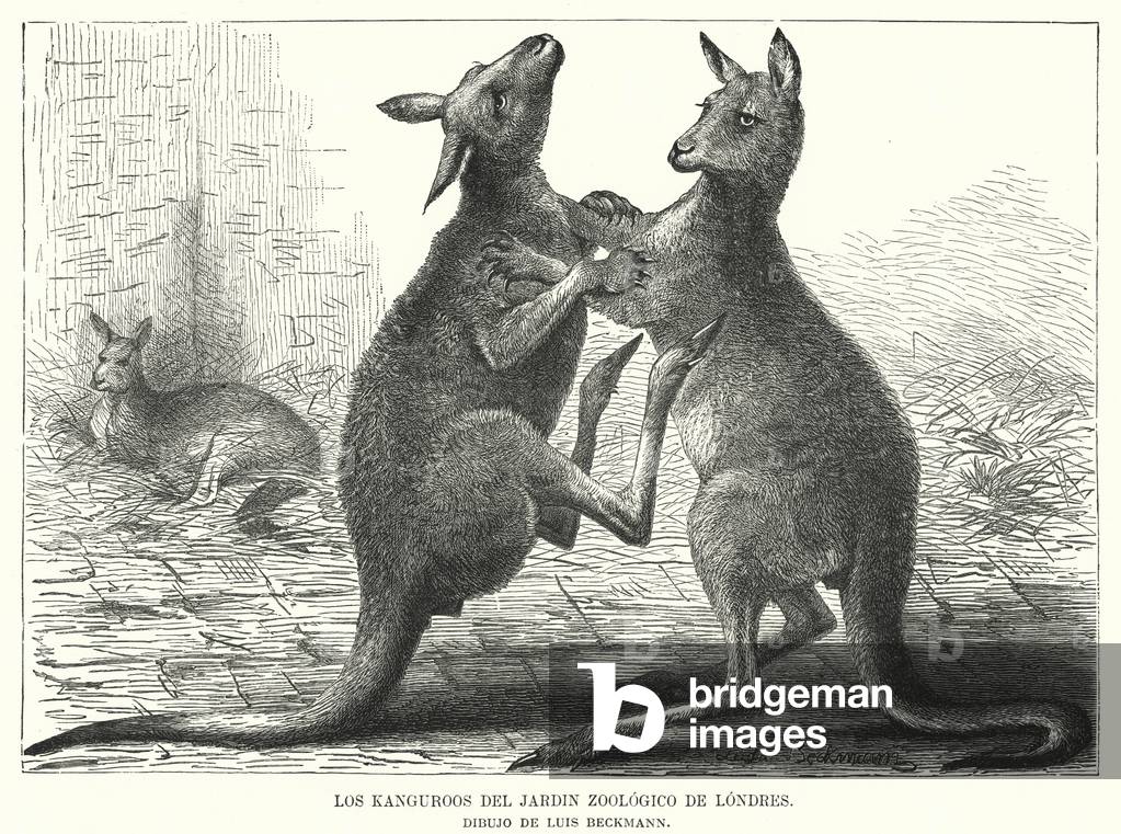Bild von Druck "Kängurus im Londoner Zoo (litho)" 1880 von European School