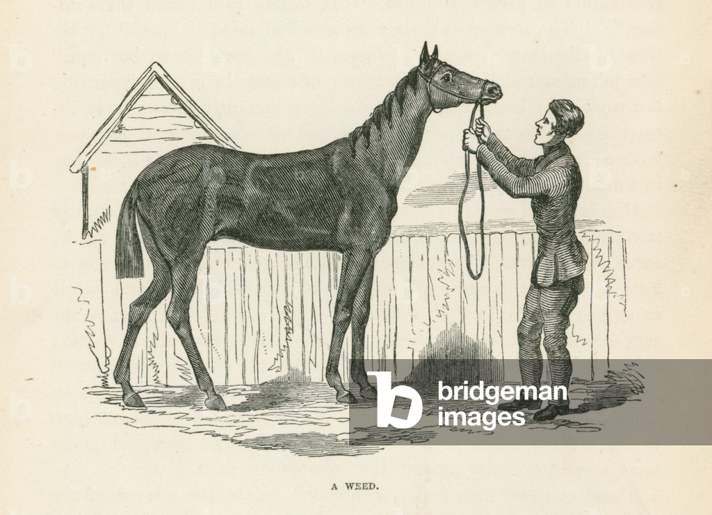 Immagine di Incisione "Un'erba (incisione)" 1801 di English School