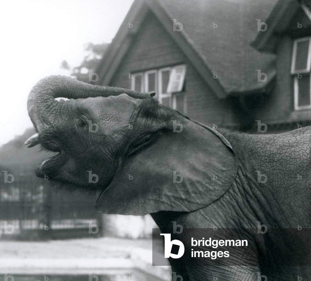 Bild von Fotografie "Ein junger afrikanischer Elefant mit seinem Stamm an der Stirn" 1925 von Frederick Willia