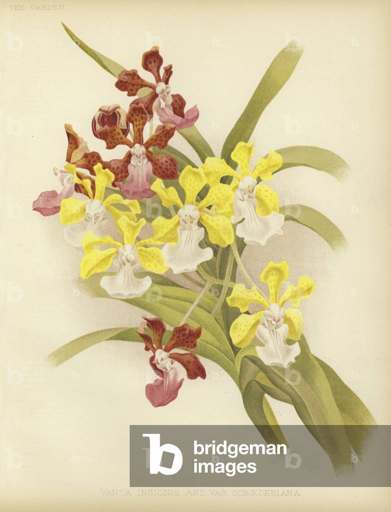 "Vanda insegne e var scroederiana (colore lito)" di English School