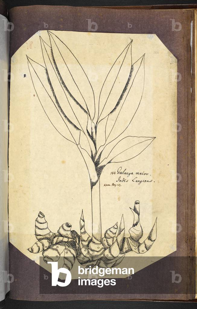 Immagine di Disegno "Il disegno di Kamel della galanga maggiore" 1686 di Czech School