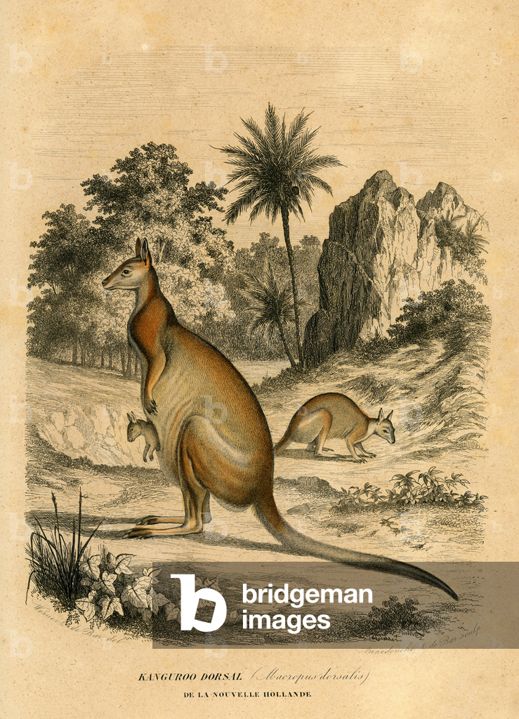 Immagine di Incisione "Canguro australiano" 1855 di Christophe Annedouche