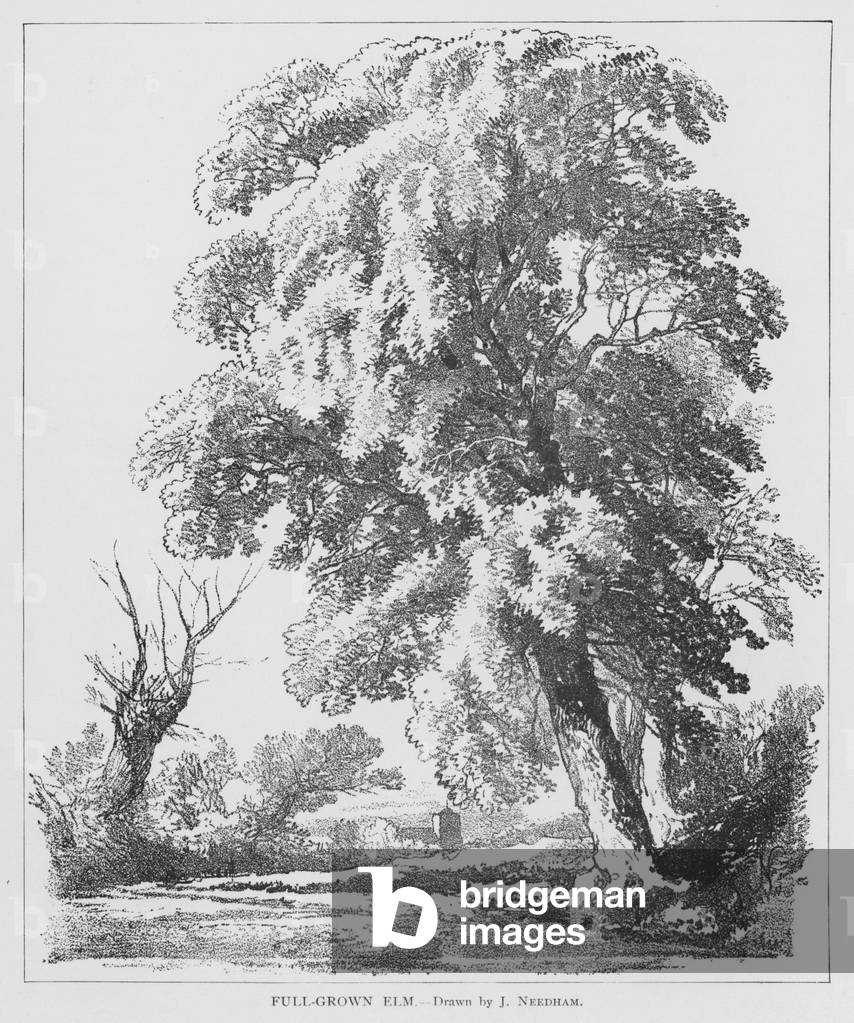Bild von Druck "Ausgewachsene Ulme (litho)" von Joseph Needham