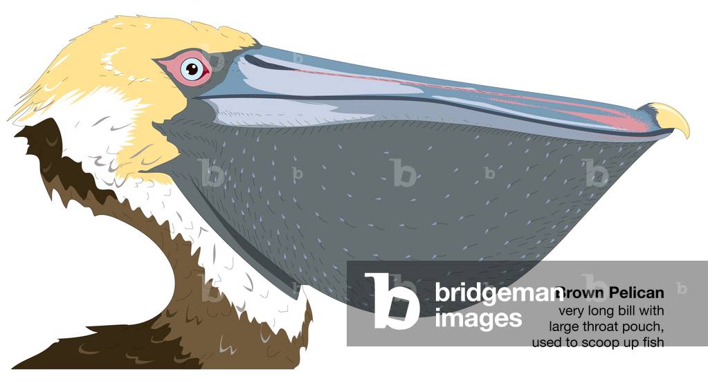 "Testa di un pellicano marrone (Pelecanus occidentalis)"