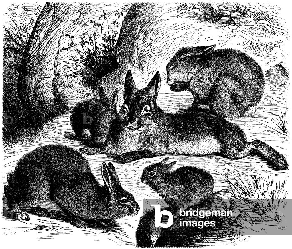Bild von Gravur "Kaninchen", b/w