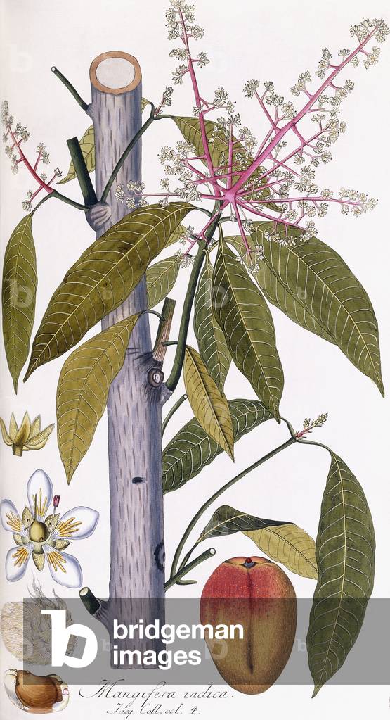 Image of Engraving depicting Mangifera indica (Mango), c.1781-1795 by Austrian Artist